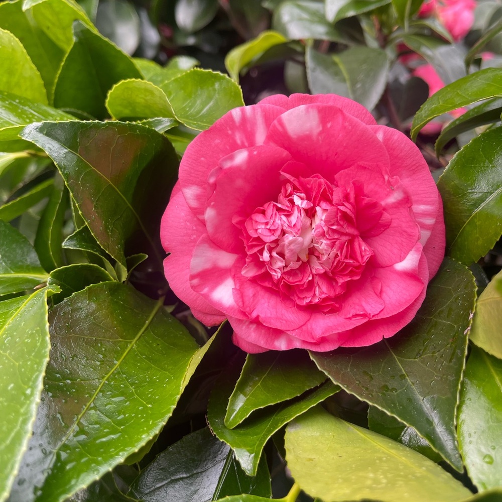 Meet your Posher, Nidia